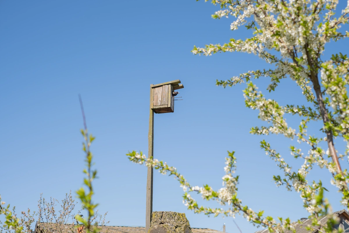 Bird Box