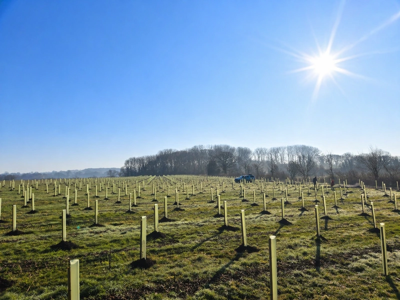 Forestry Planting