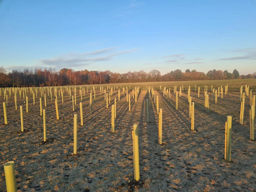 Tree & Hedge Planting