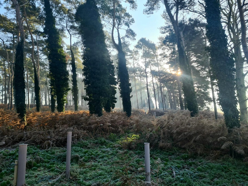 Tree Surveys