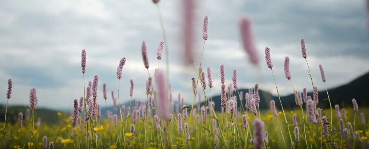 Wild Flower Meadow Background