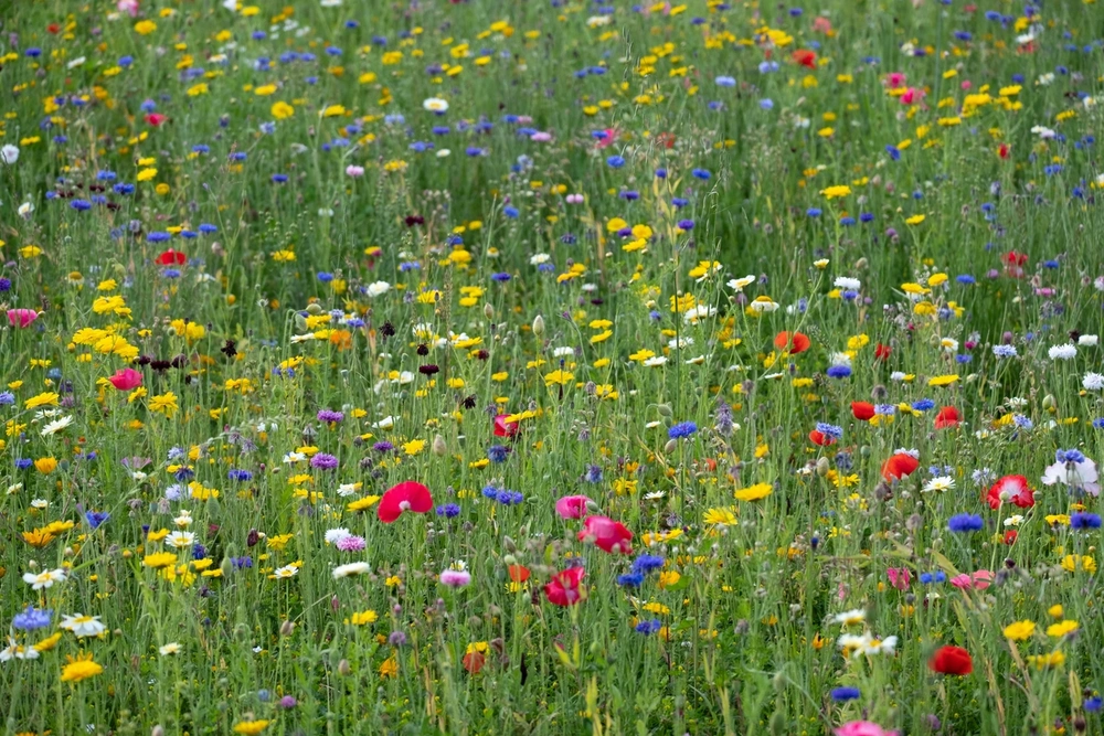 Wild Flower Meadow