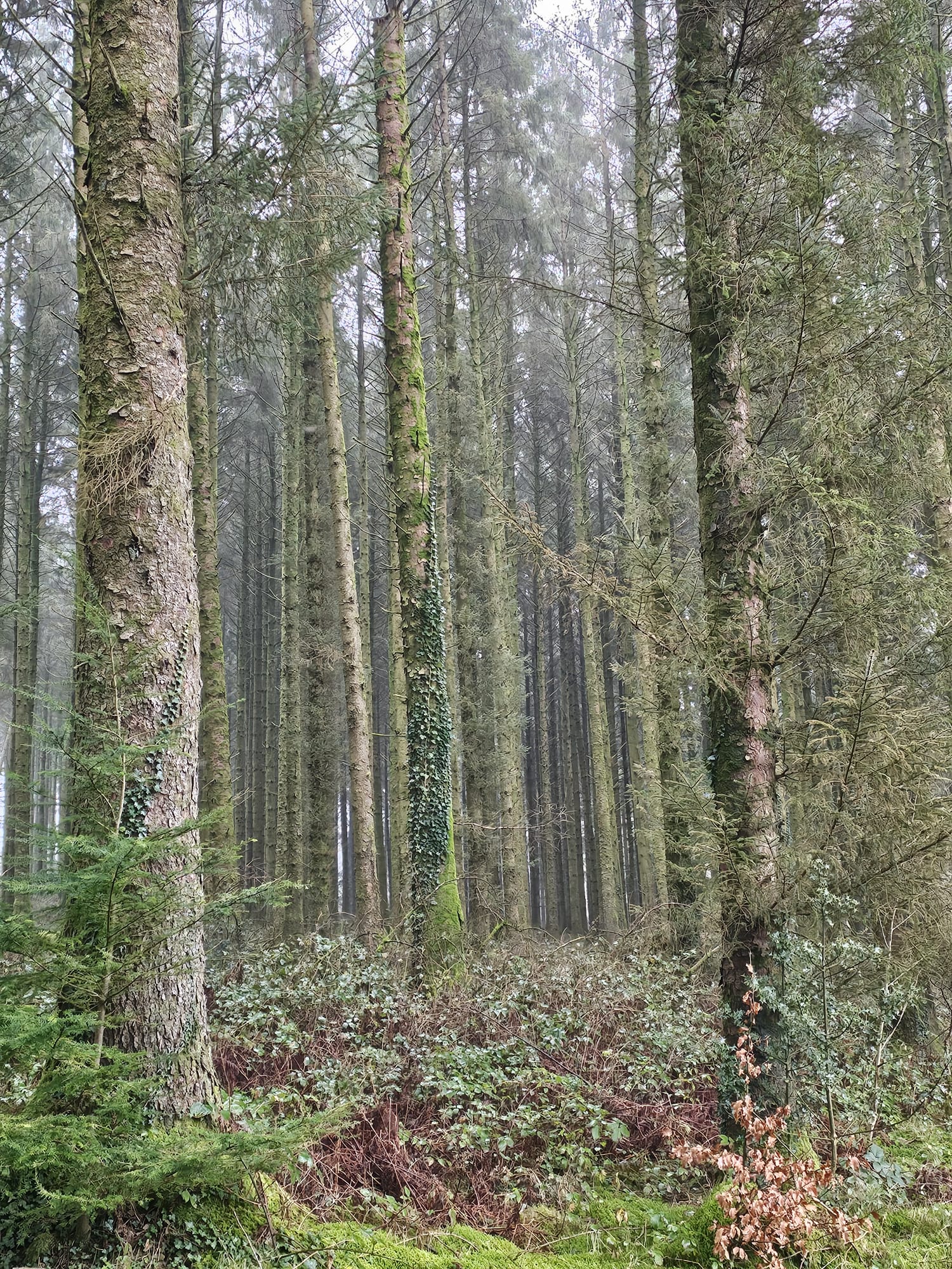 Forestry Consultancy and Advice