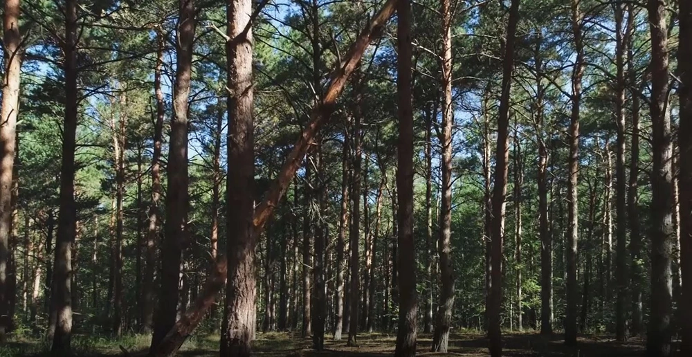 Forestry & ARB Background